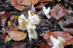 Helvella crispa